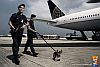pedigree-1.jpg